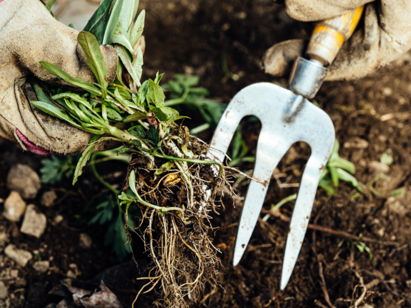 weed removal in Dublin, GA